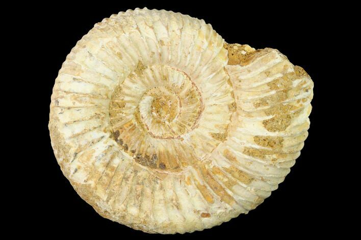 Jurassic Ammonite (Perisphinctes) Fossil - Madagascar #140386